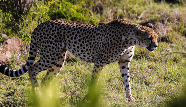 Keekorok, Kenya - GPS -1.565357, 35.171013 - Canon EOS 20D + Canon EF-S 17-85mm f/4-5.6 IS USM -  - 1/100 - f/8.0 - ISO100