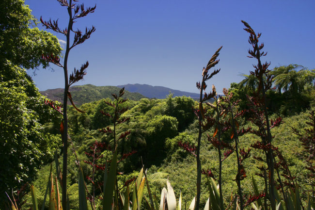 Waimangu, New Zealand - GPS -38.286998, 176.389082 - Canon EOS 20D + Canon EF-S 17-85mm f/4-5.6 IS USM -  - 1/100 - f/8.0 - ISO100