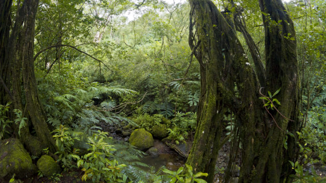 Woodlawn, United States - GPS 21.336740, -157.799487 - Canon EOS 7D + Walimex Pro 8mm, f3,5, Fisheye -  - 1/30 - f/11.0 - ISO640