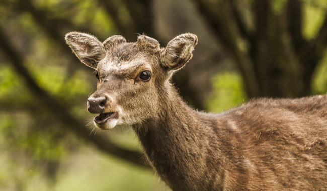 Kaltbrunn, Germany - GPS 47.740138, 9.046168 - Canon EOS 7D + Canon EF 70-200mm f/4 USM L IS -  - 1/60 - f/4.0 - ISO320