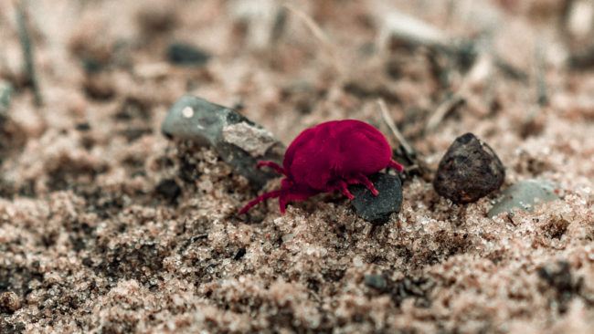 Lefatsis, Botswana - GPS -18.685938, 22.099861 - Sony A7III + SONY FE 100-400mm F4.5-5.6 G Master + SONY SEL14TC - 560mm - 1/640 - f/8.0 - ISO500
