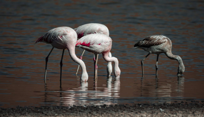 San Pedro de Atacama, Chile - GPS -22.609343, -68.060733 - Panasonic Lumix GX8 + Panasonic Leica DG Vario-Elmar 100-400mm f/4-6.3 ASPH - 800mm - 1/400 - f/6.3 - ISO200