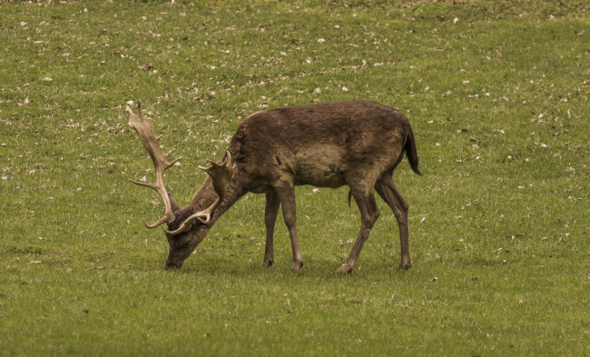 Kaltbrunn, Germany - GPS 47.740138, 9.046168 - Canon EOS 7D + Canon EF 70-200mm f/4 USM L IS -  - 1/80 - f/4.0 - ISO160