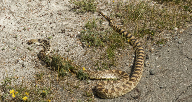 Mammoth, United States - GPS 44.981663, -110.708348 - Panasonic DMC FZ38 + Panasonic DMC FZ38 -  - 0/1 - f/8.0 - ISO100