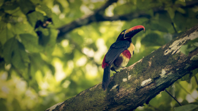 Barú, Costa Rica - GPS 9.282768, -83.831518 - Panasonic Lumix DMC-GH5 + Panasonic Leica DG Vario-Elmar 100-400mm f/4-6.3 ASPH - 800mm - 1/125 - f/6.3 - ISO3200