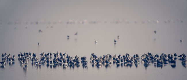 Meersig, Namibia - GPS -23.012961, 14.419598 - Sony A7III + SONY FE 100-400mm F4.5-5.6 G Master + SONY SEL14TC - 560mm - 1/100 - f/8.0 - ISO100