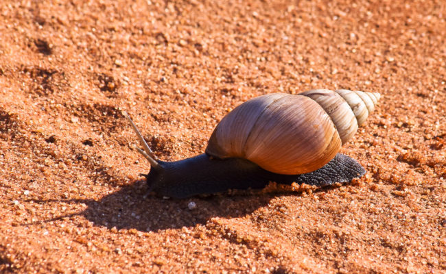 Tsavo T.C., Kenya - GPS -3.148743, 38.606643 - Canon EOS 20D + Canon EF-S 17-85mm f/4-5.6 IS USM -  - 1/100 - f/8.0 - ISO100