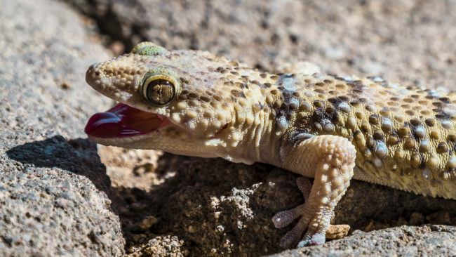 Nauchas, Namibia - GPS -23.660511, 16.178681 - Sony A7III + SONY FE 100-400mm F4.5-5.6 G Master + SONY SEL14TC - 840mm - 1/500 - f/8.0 - ISO500