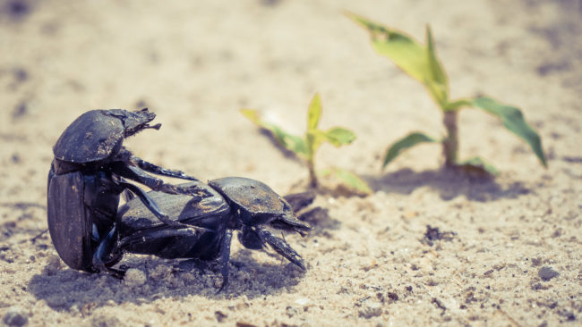 Nxamaseri, Botswana - GPS -18.677720, 21.900631 - Sony A7III + SONY FE 100-400mm F4.5-5.6 G Master + SONY SEL14TC - 560mm - 1/8000 - f/8.0 - ISO1250