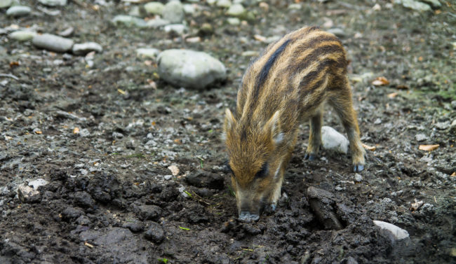 Kaltbrunn, Germany - GPS 47.740098, 9.049140 - Canon EOS 1100D + Tamron AF 17-50mm 2,8 XR Di II LD ASL -  - 1/80 - f/2.8 - ISO200
