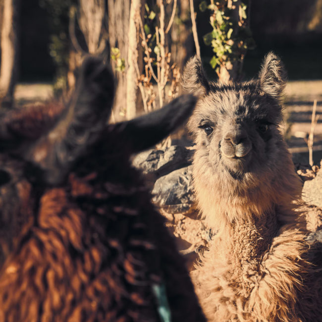 Antofagasta de la Sierra, Argentina - GPS -26.475223, -67.264848 - Sony A7III + SONY FE 24-105mm, F4 G OSS - 105mm - 1/1000 - f/7.1 - ISO2500