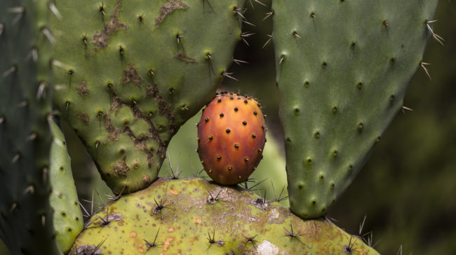 San Stèfano, Italy - GPS 39.103988, 9.516062 - Canon EOS 7D + Canon EF 70-200mm f/4 USM L IS -  - 1/400 - f/4.0 - ISO100