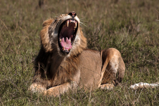 Keekorok, Kenya - GPS -1.577025, 35.317268 - Canon EOS 20D + Canon EF-S 17-85mm f/4-5.6 IS USM -  - 1/100 - f/8.0 - ISO100