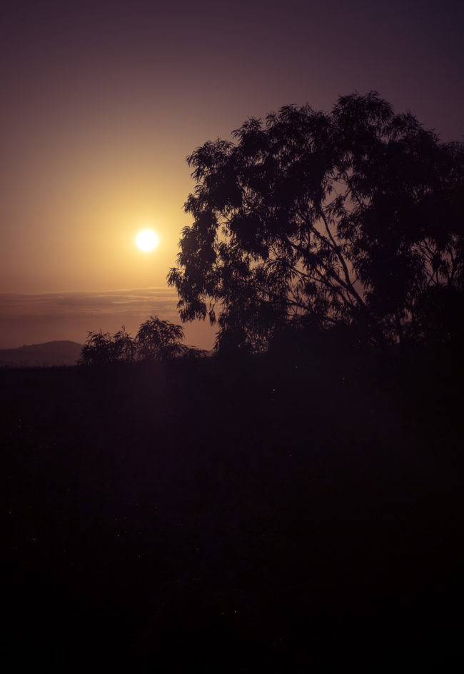 Ponte Olivo, Italy - GPS 37.126052, 14.251445 - Panasonic GH4 + Panasonic Lumix G X VARIO 35-100mm f/2.8 Power OIS - 70mm - 1/2500 - f/7.1 - ISO200