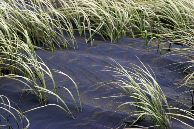 Muriwai Beach, New Zealand - GPS -36.821258, 174.422615 - Canon EOS 20D + Canon EF-S 17-85mm f/4-5.6 IS USM -  - 0/1 - f/8.0 - ISO100