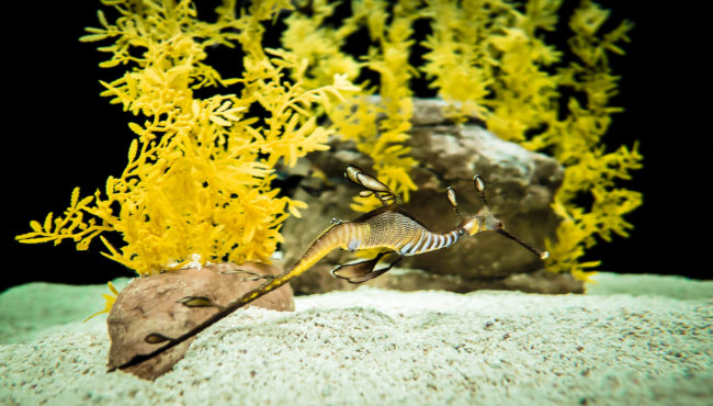 Oceanario De Lisboa, Portugal - GPS 38.763333, -9.093612 - Panasonic GH4 + Panasonic LEICA DG SUMMILUX 12mm f1.4 - 24mm - 1/25 - f/1.4 - ISO800