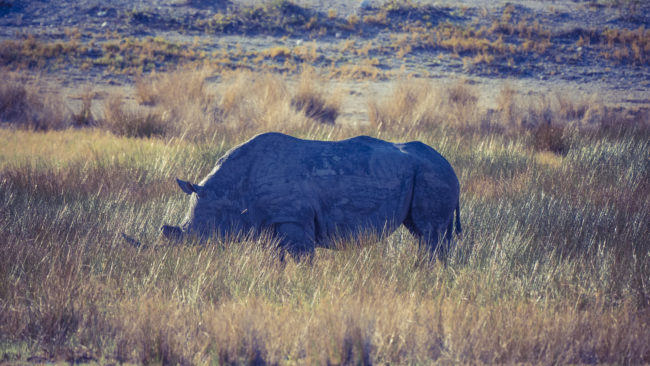 Halali, Namibia - GPS -18.941031, 16.557526 - Sony A7III + SONY FE 100-400mm F4.5-5.6 G Master + SONY SEL14TC - 840mm - 1/640 - f/8.0 - ISO1600