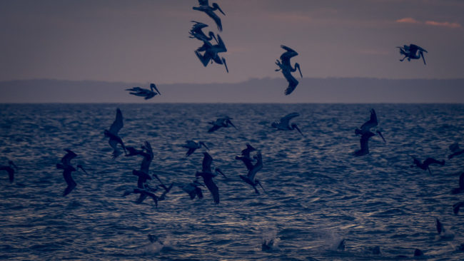 Agujas, Costa Rica - GPS 9.726663, -84.650773 - Panasonic Lumix DMC-GH5 + Panasonic Leica DG Vario-Elmar 100-400mm f/4-6.3 ASPH - 800mm - 1/200 - f/6.3 - ISO1600