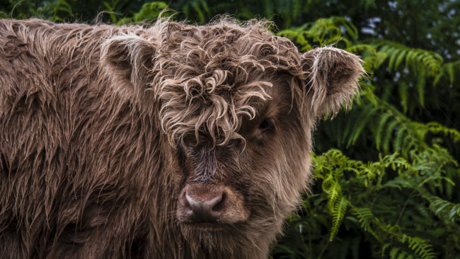 Lonbain, United Kingdom - GPS 57.526308, -5.851048 - Panasonic Lumix GX8 + Panasonic Lumix GX Vario 35-100mm f/2.8 Power OIS - 200mm - 1/160 - f/2.8 - ISO200