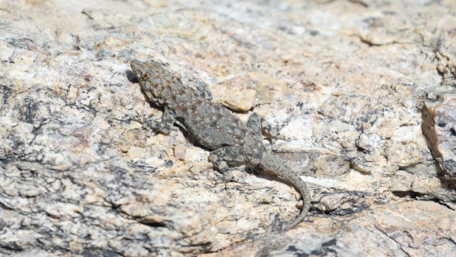 Otjovasandu, Namibia - GPS -19.317328, 14.468996 - Sony A7III + SONY FE 100-400mm F4.5-5.6 G Master + SONY SEL14TC - 560mm - 1/400 - f/8.0 - ISO640