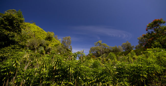Haiku, United States - GPS 20.865615, -156.171037 - Canon EOS 7D + Tokina AF 11-16mm f/2.8 AT-X Pro DX -  - 1/100 - f/7.1 - ISO100