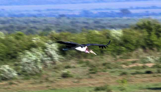 Keekorok, Kenya - GPS -1.558150, 35.298042 - Canon EOS 20D + Canon EF-S 17-85mm f/4-5.6 IS USM -  - 1/100 - f/8.0 - ISO100