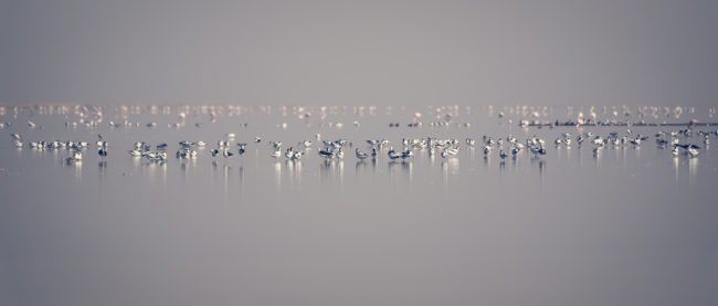 Meersig, Namibia - GPS -23.013351, 14.435378 - Sony A7III + SONY FE 100-400mm F4.5-5.6 G Master + SONY SEL14TC - 560mm - 1/640 - f/8.0 - ISO640