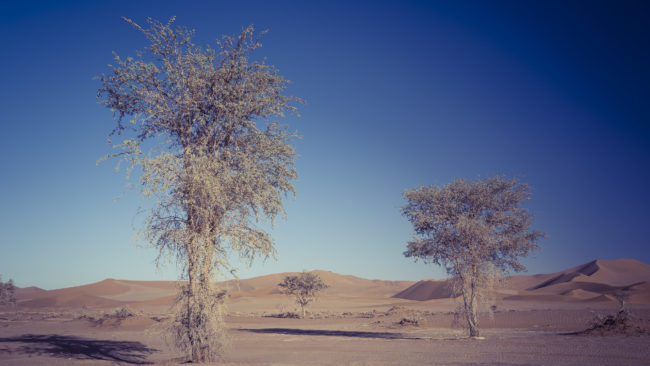 Sesriem, Namibia - GPS -24.742303, 15.303766 - Sony A7III + SONY FE 24-105mm, F4 G OSS - 31mm - 1/160 - f/8.0 - ISO100