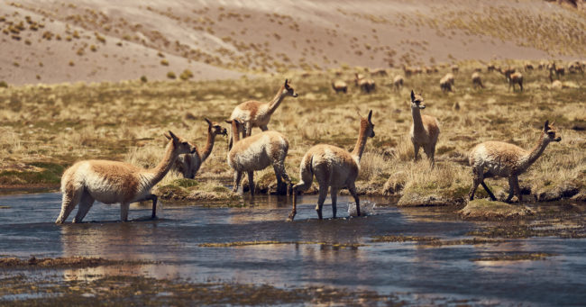 Cara Ciénaga, Argentina - GPS -25.827253, -67.284163 - Sony A7III + SONY FE 70-300mm F4.5-5.6 G OSS - 300mm - 1/200 - f/5.6 - ISO100