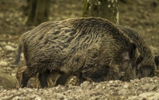 Kaltbrunn, Germany - GPS 47.740098, 9.049140 - Canon EOS 7D + Canon EF 70-200mm f/4 USM L IS -  - 1/40 - f/4.0 - ISO640