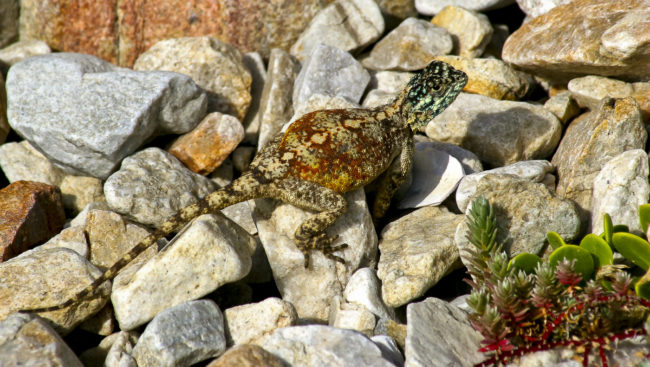 Pearly Beach, South Africa - GPS -34.662387, 19.487687 - Canon EOS 20D + Canon EF-S 17-85mm f/4-5.6 IS USM -  - 1/100 - f/8.0 - ISO100