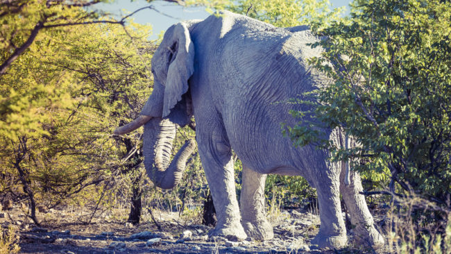 Antheap Milepost, Namibia - GPS -18.936851, 16.655165 - Sony A7III + SONY FE 100-400mm F4.5-5.6 G Master + SONY SEL14TC - 269mm - 1/400 - f/8.0 - ISO1600