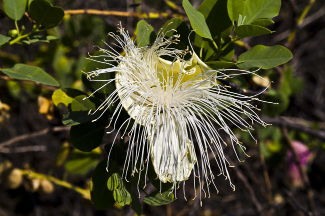 Honokōhau, United States - GPS 19.685987, -156.029047 - Canon EOS 7D + Sigma 17-50mm, F2,8 EX DC OS HSM -  - 1/200 - f/8.0 - ISO100