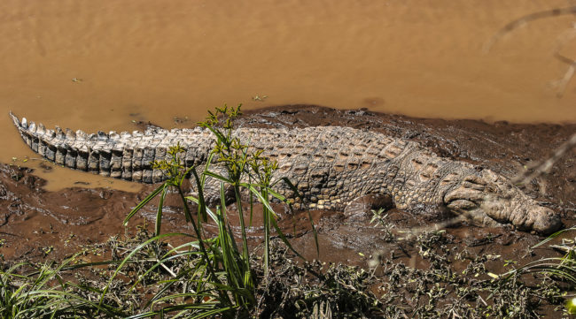 Keekorok, Kenya - GPS -1.646200, 35.276017 - Canon EOS 20D + Canon EF-S 17-85mm f/4-5.6 IS USM -  - 1/100 - f/8.0 - ISO100