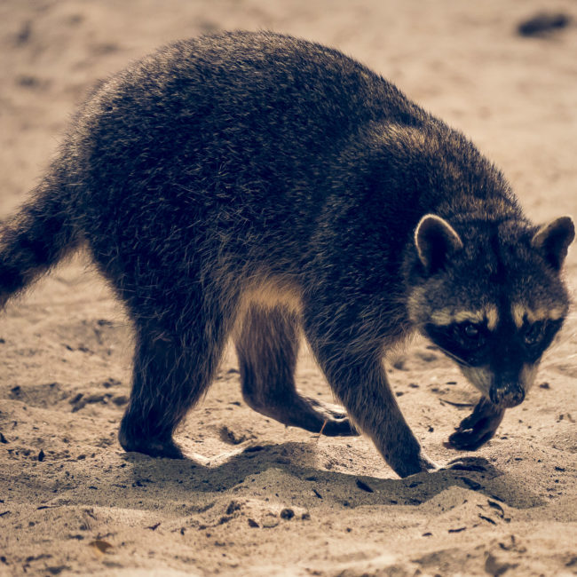 Manuel Antonio, Costa Rica - GPS 9.381063, -84.145793 - Panasonic Lumix DMC-GH5 + Panasonic Leica DG Vario-Elmar 100-400mm f/4-6.3 ASPH - 800mm - 1/320 - f/6.3 - ISO3200