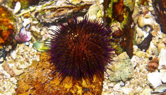 Agulhas, South Africa - GPS -34.831102, 20.012027 - Canon EOS 20D + Canon EF-S 17-85mm f/4-5.6 IS USM -  - 1/100 - f/8.0 - ISO100