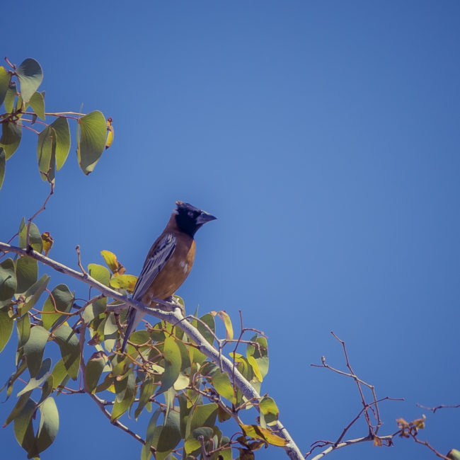 Otjovasandu, Namibia - GPS -19.317334, 14.469003 - Sony A7III + SONY FE 100-400mm F4.5-5.6 G Master + SONY SEL14TC - 560mm - 1/200 - f/8.0 - ISO320