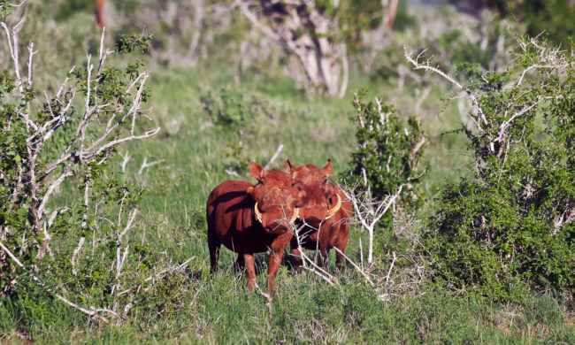 Tsavo T.C., Kenya - GPS -3.049668, 38.587762 - Canon EOS 20D + Canon EF-S 17-85mm f/4-5.6 IS USM -  - 1/100 - f/8.0 - ISO100