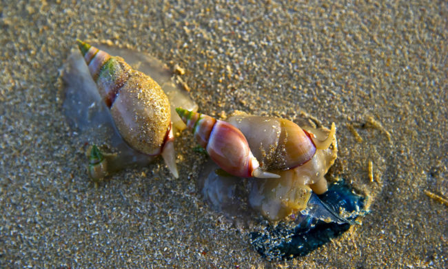 Lappiesbaai, South Africa - GPS -34.372168, 21.434197 - Canon EOS 20D + Canon EF-S 17-85mm f/4-5.6 IS USM -  - 1/100 - f/8.0 - ISO100