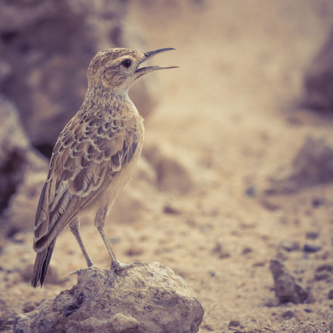Cha-re, Namibia - GPS -23.660996, 15.859160 - Sony A6500 + SONY FE 100-400mm F4.5-5.6 G Master + SONY SEL14TC - 840mm - 1/250 - f/8.0 - ISO320