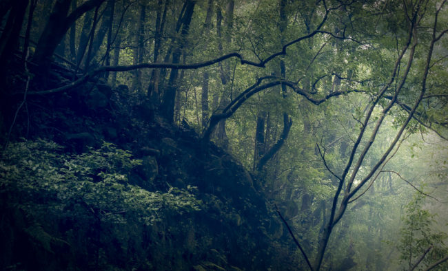 Orotava, Spain - GPS 28.788667, -17.802207 - Panasonic GH4 + Panasonic Lumix G Vario 12-35mm/2,8 OIS - 64mm - 1/60 - f/2.8 - ISO2000
