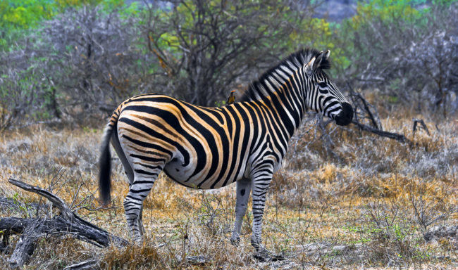 Kemps Cottage, South Africa - GPS -25.192982, 31.565093 - Canon EOS 20D + Canon EF-S 17-85mm f/4-5.6 IS USM -  - 1/100 - f/8.0 - ISO100