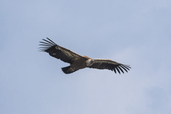 Rougon, France - GPS 43.780437, 6.390598 - Panasonic GH4 + Panasonic Lumix G Vario 100-300mm f4.0-5.6 OIS - 200mm - 1/800 - f/5.0 - ISO400