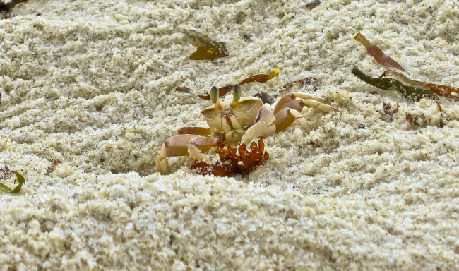 Tiwi, Kenya - GPS -4.241293, 39.602940 - Canon DIGITAL IXUS 700 + Canon DIGITAL IXUS 700 -  - 1/100 - f/8.0 - ISO100