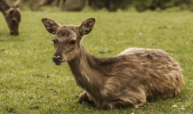 Kaltbrunn, Germany - GPS 47.740138, 9.046168 - Canon EOS 7D + Canon EF 70-200mm f/4 USM L IS -  - 1/80 - f/4.0 - ISO320