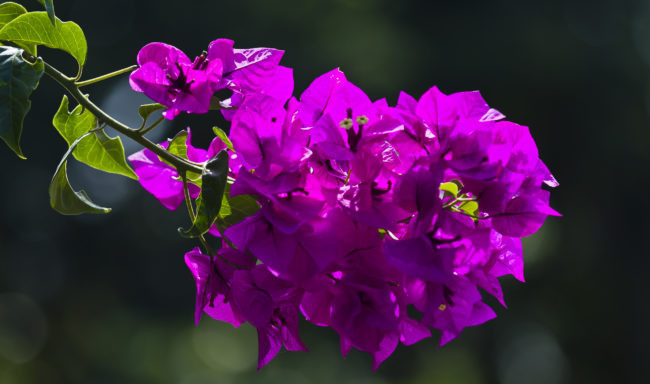 Hakalau, United States - GPS 19.903913, -155.135223 - Canon EOS 7D + Canon EF 70-200mm f/4 USM L IS -  - 1/320 - f/4.0 - ISO100