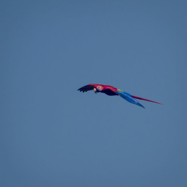 Bajamar, Costa Rica - GPS 9.833045, -84.674182 - Panasonic Lumix DMC-GH5 + Panasonic Leica DG Vario-Elmar 100-400mm f/4-6.3 ASPH - 800mm - 1/800 - f/6.3 - ISO400