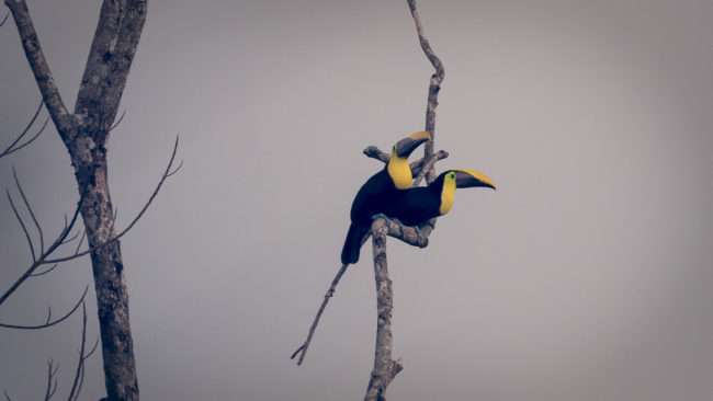 Potrero, Costa Rica - GPS 8.779877, -83.512813 - Panasonic Lumix DMC-GH5 + Panasonic Leica DG Vario-Elmar 100-400mm f/4-6.3 ASPH - 800mm - 1/30 - f/6.3 - ISO1600