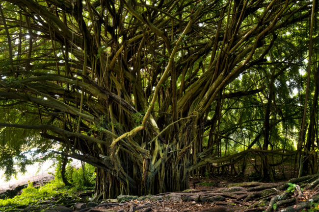 Hilo, United States - GPS 19.718887, -155.109672 - Canon EOS 7D + Sigma 17-50mm, F2,8 EX DC OS HSM -  - 16/10 - f/9.0 - ISO100