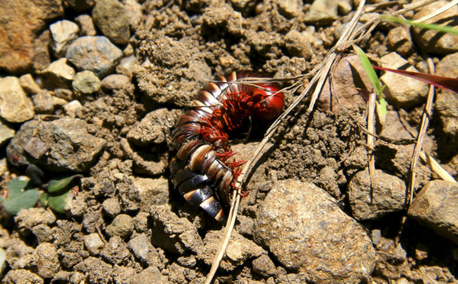 Painsacre, South Africa - GPS -29.450498, 29.524955 - Canon EOS 20D + Canon EF-S 17-85mm f/4-5.6 IS USM -  - 1/100 - f/8.0 - ISO100